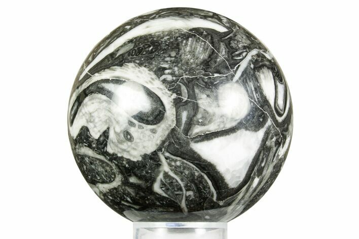 Polished Marine Fossil Sphere #371235